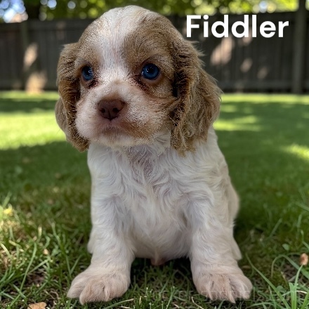 puppy, for, sale, Cocker Spaniel, Joe & Cherri  Overlease, dog, breeder, Miller, MO, dog-breeder, puppy-for-sale, forsale, nearby, find, puppyfind, locator, puppylocator, aca
